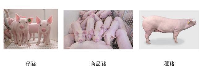 “猪王”挂牌港交所，河南企业扎堆“出圈”