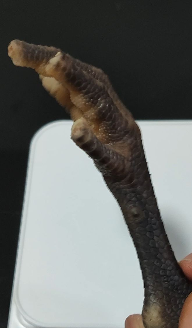 _双氧水泡鸡爪的比例_鸡爪用双氧水浸泡视频