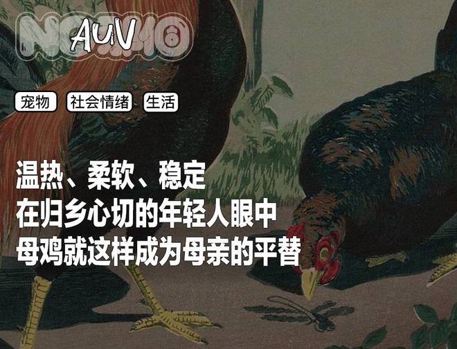 母鸡，咋成了异乡游子的第二个妈？