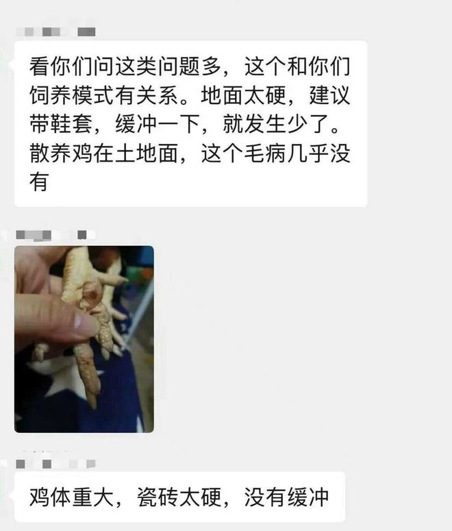 母鸡，咋成了异乡游子的第二个妈？_母鸡，咋成了异乡游子的第二个妈？_