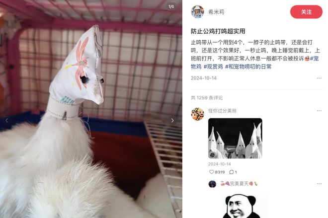 母鸡，咋成了异乡游子的第二个妈？__母鸡，咋成了异乡游子的第二个妈？