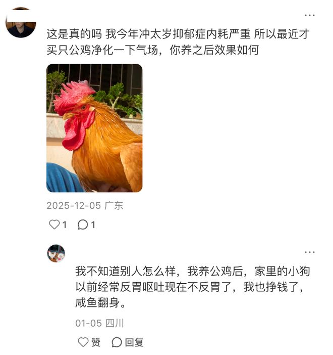 母鸡，咋成了异乡游子的第二个妈？_母鸡，咋成了异乡游子的第二个妈？_