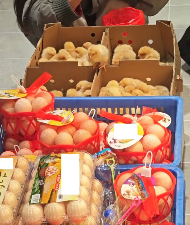 母鸡，咋成了异乡游子的第二个妈？__母鸡，咋成了异乡游子的第二个妈？