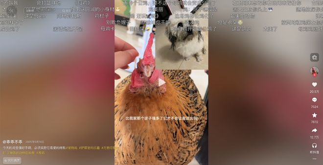 _母鸡，咋成了异乡游子的第二个妈？_母鸡，咋成了异乡游子的第二个妈？