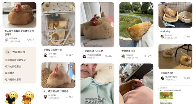 母鸡，咋成了异乡游子的第二个妈？_母鸡，咋成了异乡游子的第二个妈？_