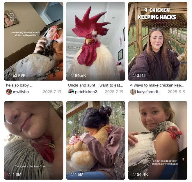 母鸡，咋成了异乡游子的第二个妈？__母鸡，咋成了异乡游子的第二个妈？