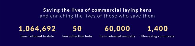 _母鸡，咋成了异乡游子的第二个妈？_母鸡，咋成了异乡游子的第二个妈？