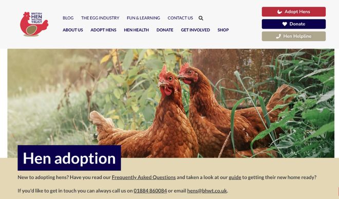 母鸡，咋成了异乡游子的第二个妈？_母鸡，咋成了异乡游子的第二个妈？_