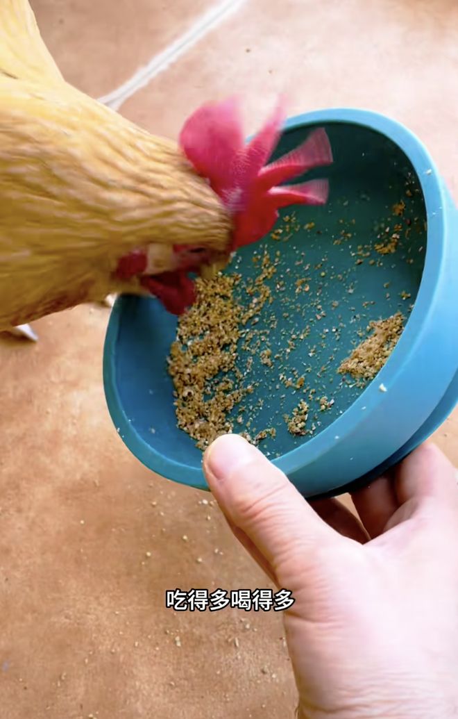 母鸡，咋成了异乡游子的第二个妈？_母鸡，咋成了异乡游子的第二个妈？_