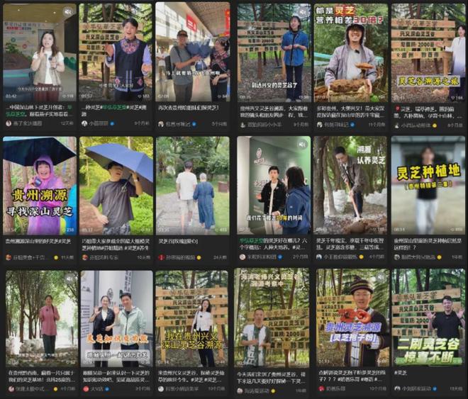 山林优选灵芝交易平台__山上的灵芝怎么吃