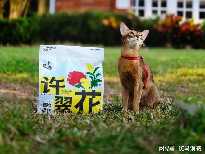 百亿猫砂市场，迎来一位3岁新冠军