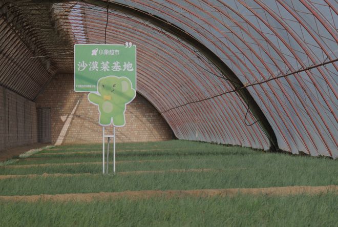 “北菜南运”沙漠菜，丰盛了谁的餐桌？_“北菜南运”沙漠菜，丰盛了谁的餐桌？_