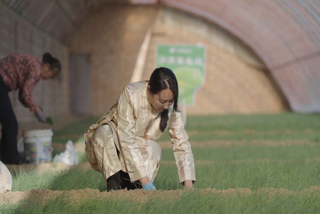 _“北菜南运”沙漠菜，丰盛了谁的餐桌？_“北菜南运”沙漠菜，丰盛了谁的餐桌？