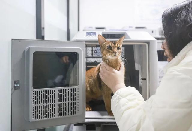花8000元找猫，结果就在屋里？