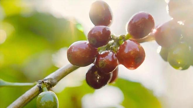 瑞幸咖啡公开信_瑞幸咖啡邀请后不送劵_