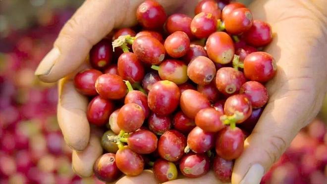 _瑞幸咖啡公开信_瑞幸咖啡邀请后不送劵