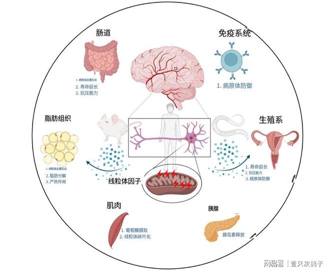 外媒采访王思聪__外媒评价李冰冰艾达王