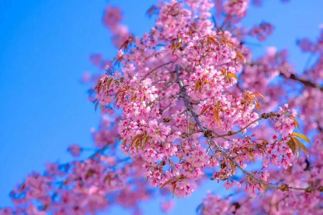 _云南县城，成了一线中产的新欢？_云南县城，成了一线中产的新欢？